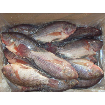 Gefrorene Tilapia WGG